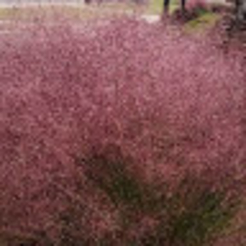 Meet your Posher, Lorelei